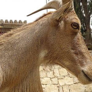 La Vallée des Oiseaux - 25/07/2016