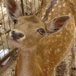 La Vallée des Oiseaux - 25/07/2016