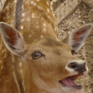 La Vallée des Oiseaux - 25/07/2016