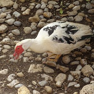 La Vallée des Oiseaux - 25/07/2016