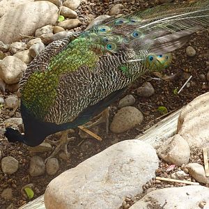 La Vallée des Oiseaux - 25/07/2016