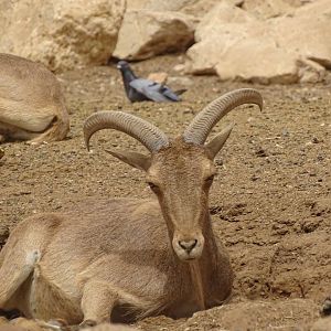 La Vallée des Oiseaux - 25/07/2016