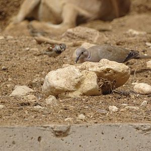 La Vallée des Oiseaux - 25/07/2016
