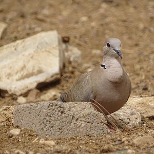 La Vallée des Oiseaux - 25/07/2016