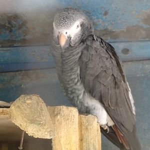 La Vallée des Oiseaux - 25/07/2016 - Timneh or Congo (ID) ?