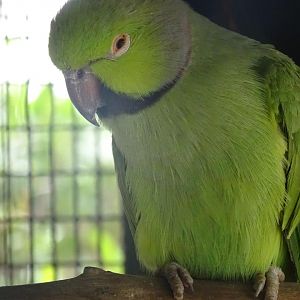 La Vallée des Oiseaux - 25/07/2016