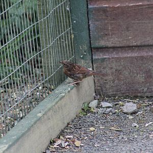 Wild Dunnock