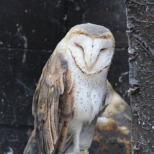 African Barn Owl