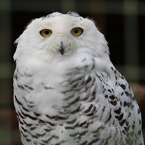 Snowy Owl