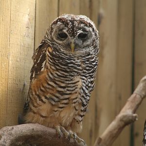 Chaco Owl