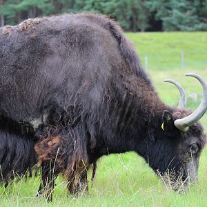 Domestic Yak