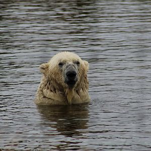 Polar Bear