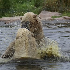 Sparring Polar Bears