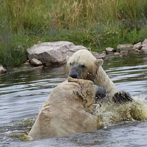 Sparring Polar Bears