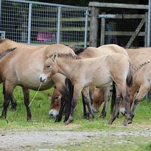 Przewalski's Wild Horses
