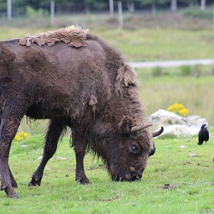Lowland European Bison