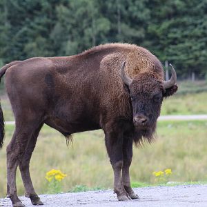 Lowland European Bison