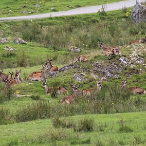Scottish Red Deer