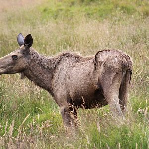 European Moose