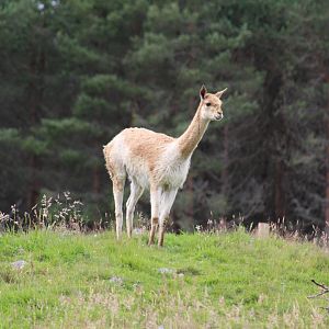 Chilean Vicuña