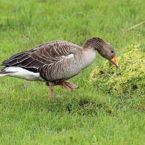 Wild Greylag Goose