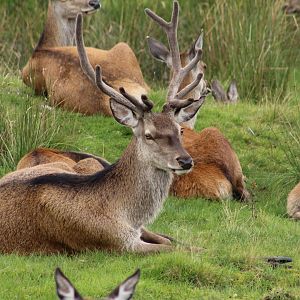 Scottish Red Deer