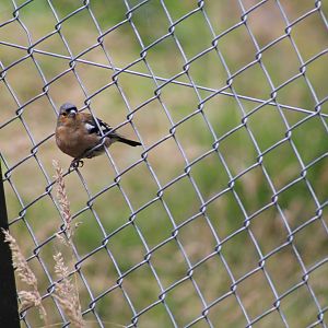 Wild Common Chaffinch