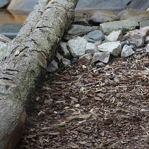 Snow Leopard Viewing