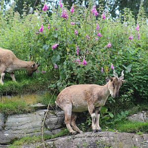 Turkmenian Markhor