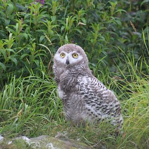 Snowy Owl Chick