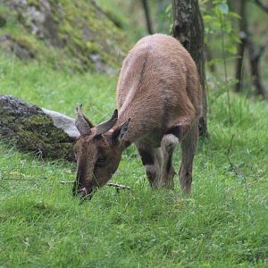 Turkmenian Markhor