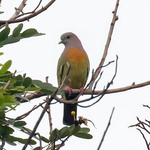 Pink-necked Green-pigeon (Treron vernans)