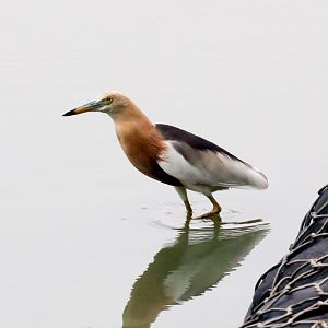 Javan Pond Heron
