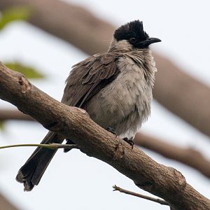 Sooty-headed Bulbul