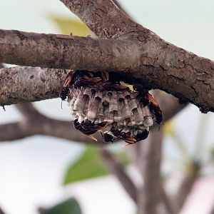 Paper Wasps and nest
