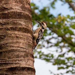 Freckle-breasted Woodpecker, male