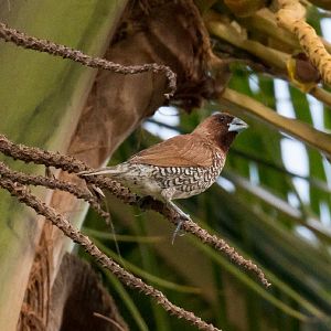 Scaly-breasted Munia