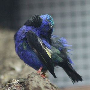 Red-legged honeycreeper Male