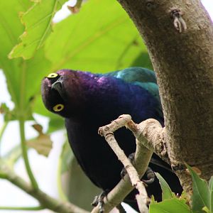 Purple glossy starling