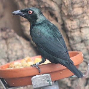 Asian glossy starling