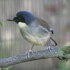 Blue-crowned laughing-thrush