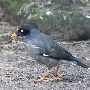 Jungle mynah