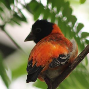 Red siskin