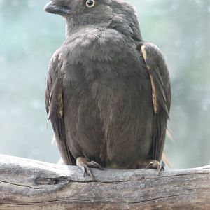 Guianan cock-of-the-rock Female