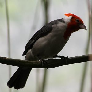 Red-crested cardinal