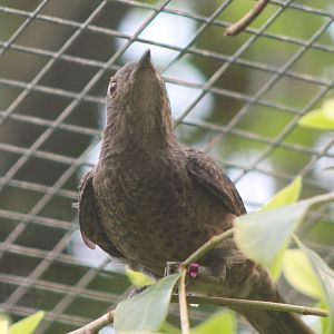 Spangled cotinga Female