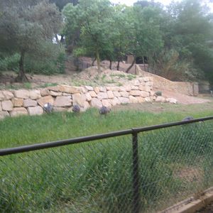Reserve Africaine de Sigean - Rhea exhibit