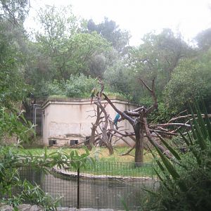 Reserve Africaine de Sigean - Macaw island