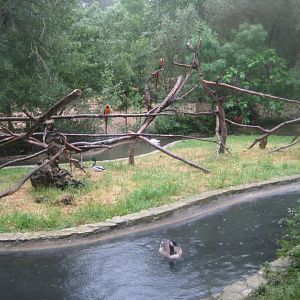 Reserve Africaine de Sigean - Macaw island