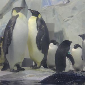 Emperor penguin and Adelie penguin